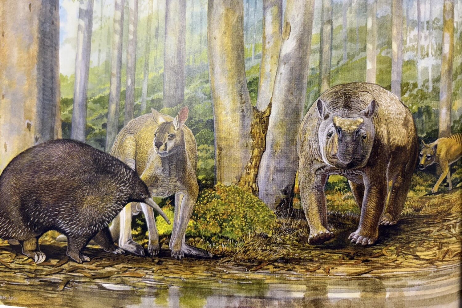 Early Australians were fossil collectors