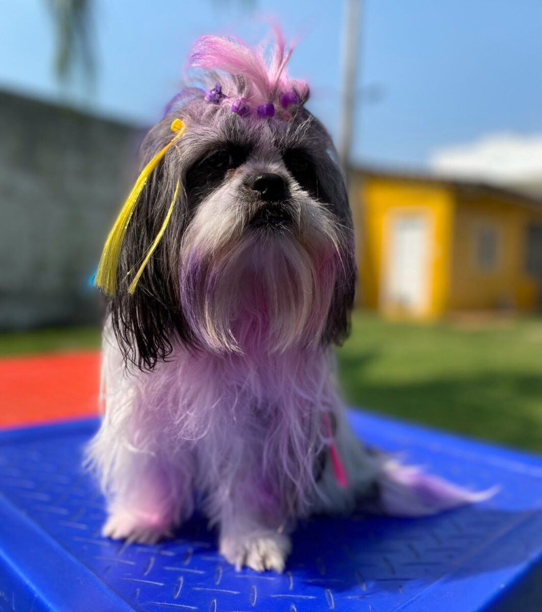 Company promotes 'Crazy Hair Day' and encourages owners and pets with creative hairstyles