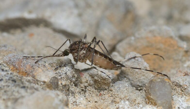 The only country without mosquitoes woke up with mosquitoes (and it's not the heat's fault)