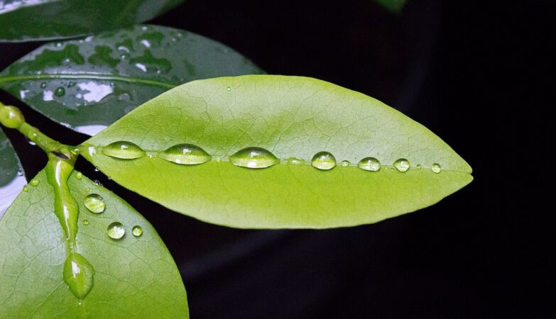 Take coke off the drug list! It is a benign and very useful plant