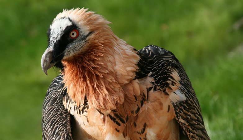 Medieval artefacts discovered in vultures' nests in Spain