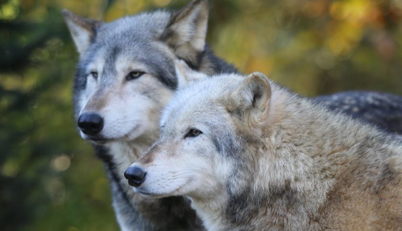 Wolves are back in Denmark. Not everyone is happy