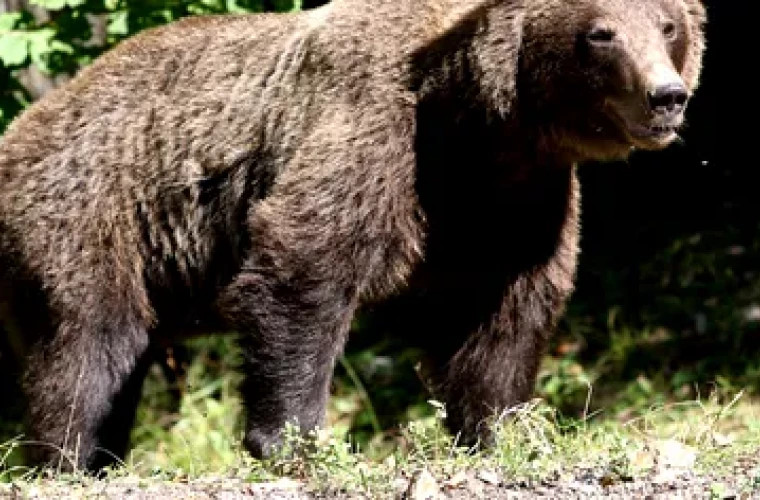 How to save yourself from a bear? Japan has done an extensive study and has the answer