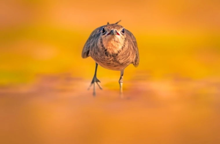 An extremely rare nocturnal bird has been found thanks to its sound, two decades after it disappeared