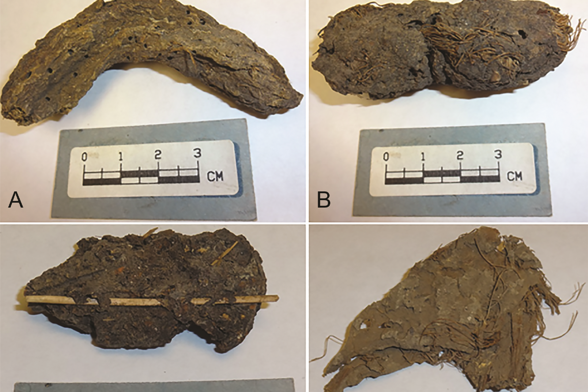 1,300-year-old feces reveal tragic details about life in the “Cave of Dead Children”