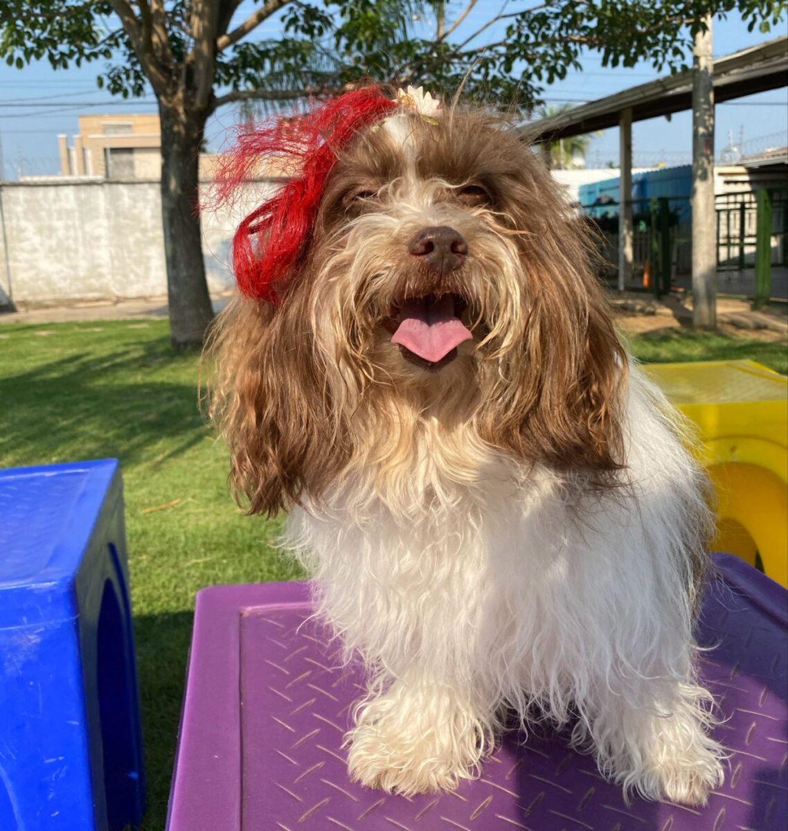 Company promotes 'Crazy Hair Day' and encourages owners and pets with creative hairstyles