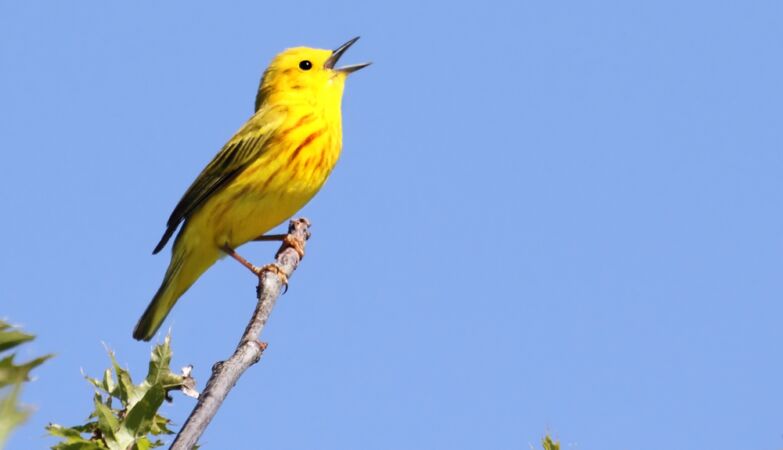 Bird cries show for the first time how humans began to talk