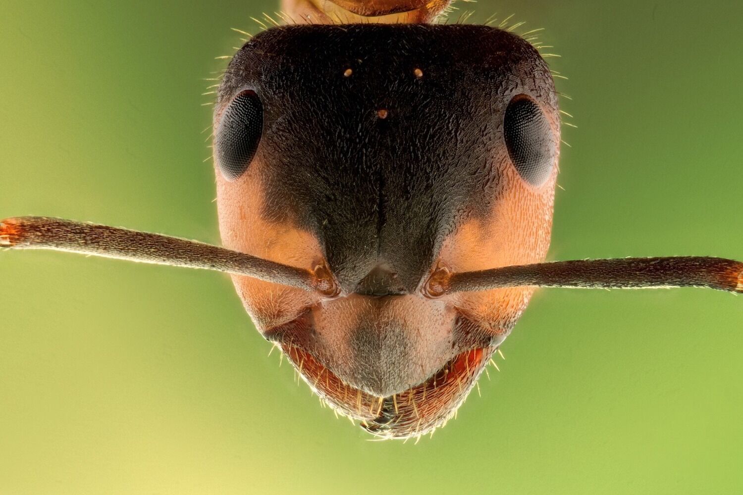 Fiji is warning us: the “global insect apocalypse” is coming