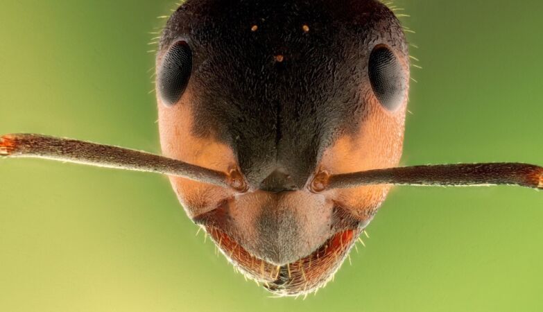 Fiji is warning us: the “global insect apocalypse” is coming