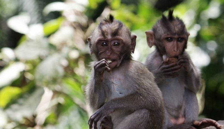 There are “monkey rains” in Florida. It all started with a tour guide in the 1930s
