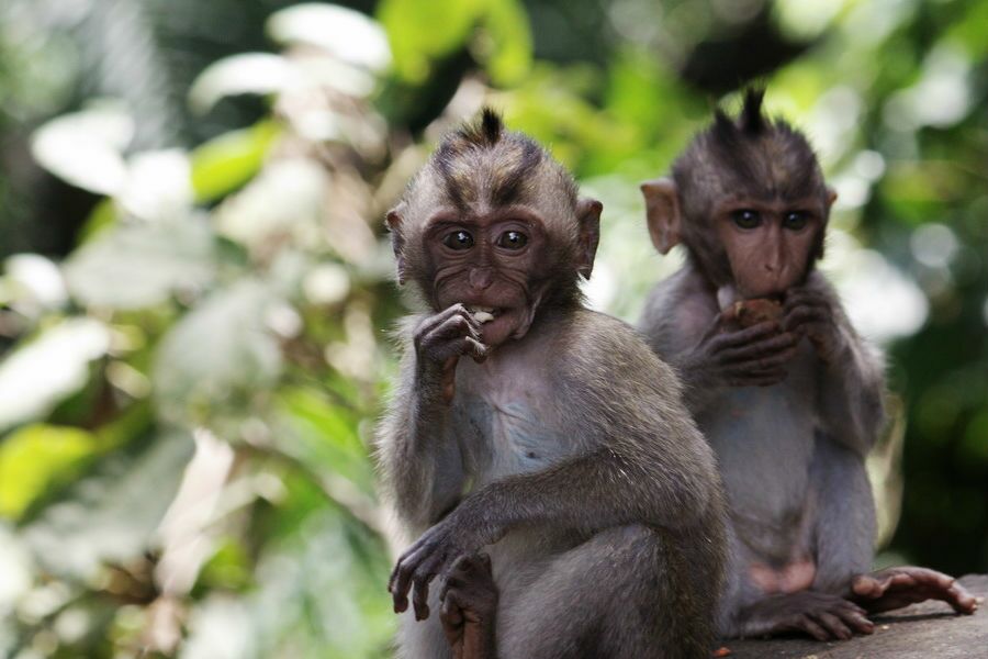 There are “monkey rains” in Florida. It all started with a tour guide in the 1930s