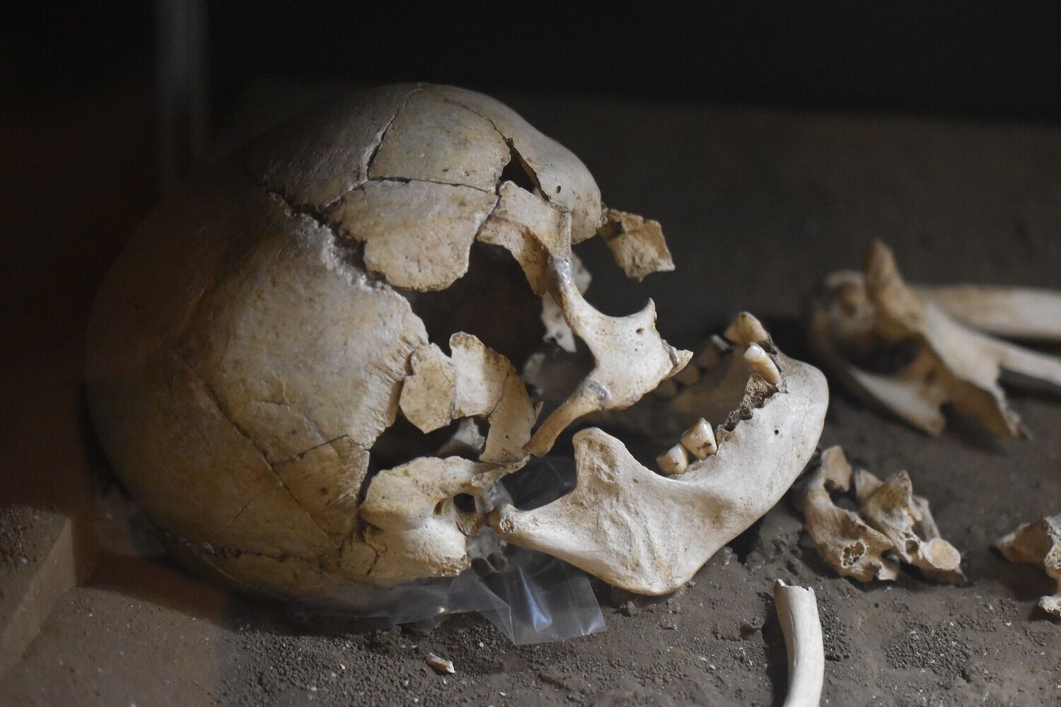 The Jomon had almost no Denisovan DNA