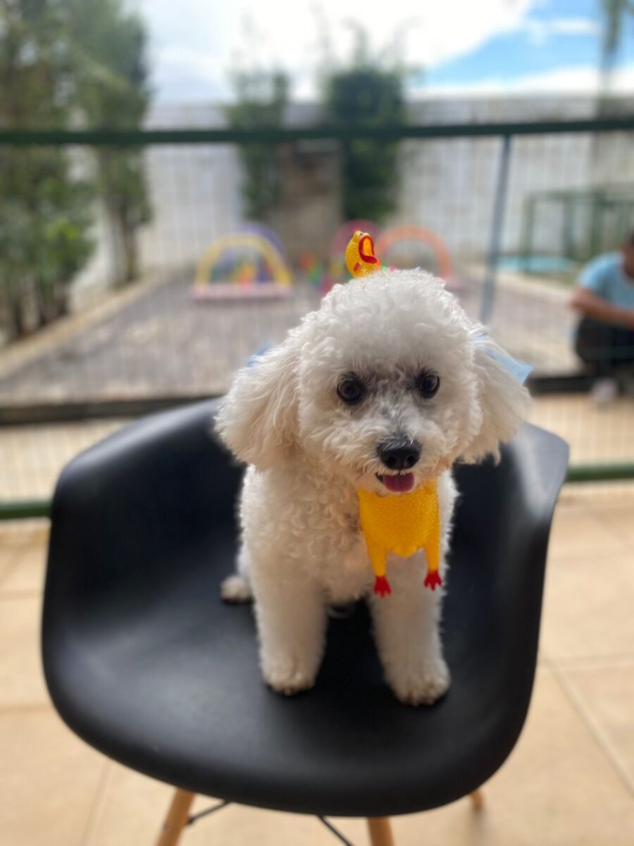 Company promotes 'Crazy Hair Day' and encourages owners and pets with creative hairstyles