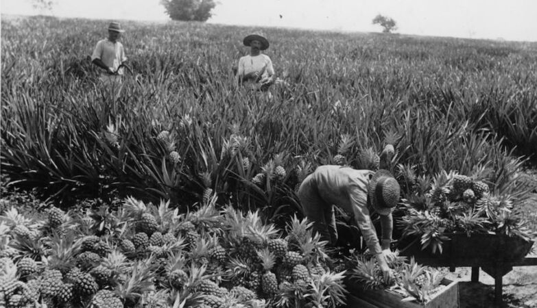 Pineapple fever: walking pineapples on the street was a sign of status
