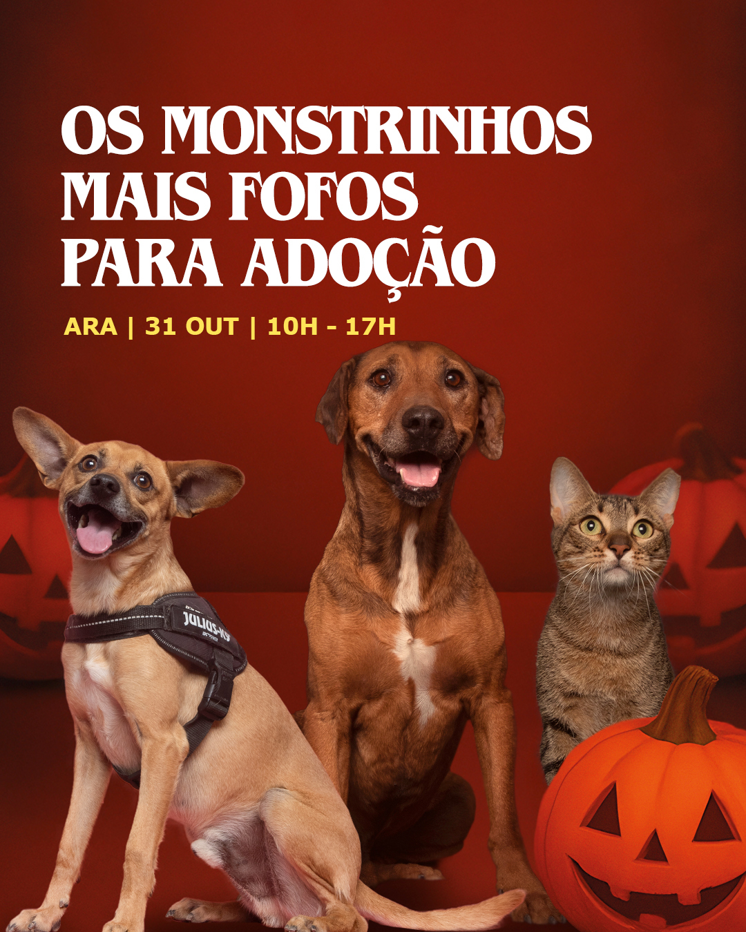 “Sweet or adoption?”: AlgarveShopping turns Halloween into a gesture of love for animals
