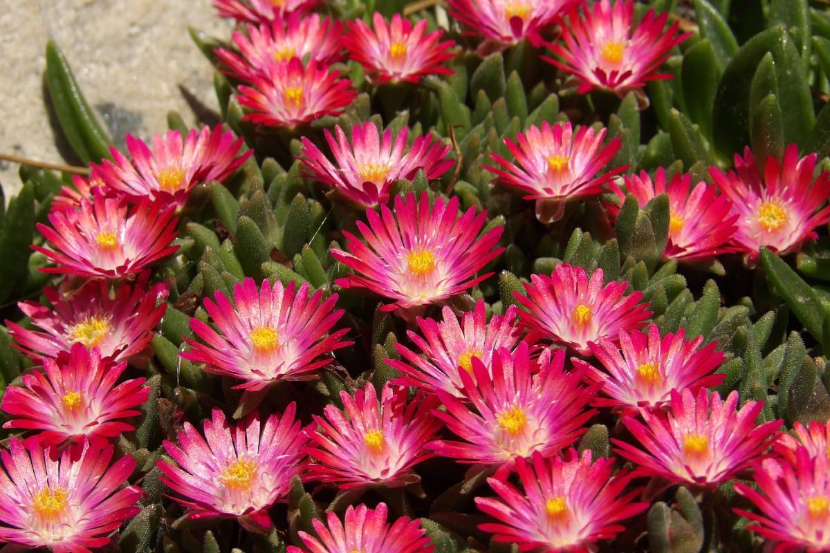 Delosperma cooperi