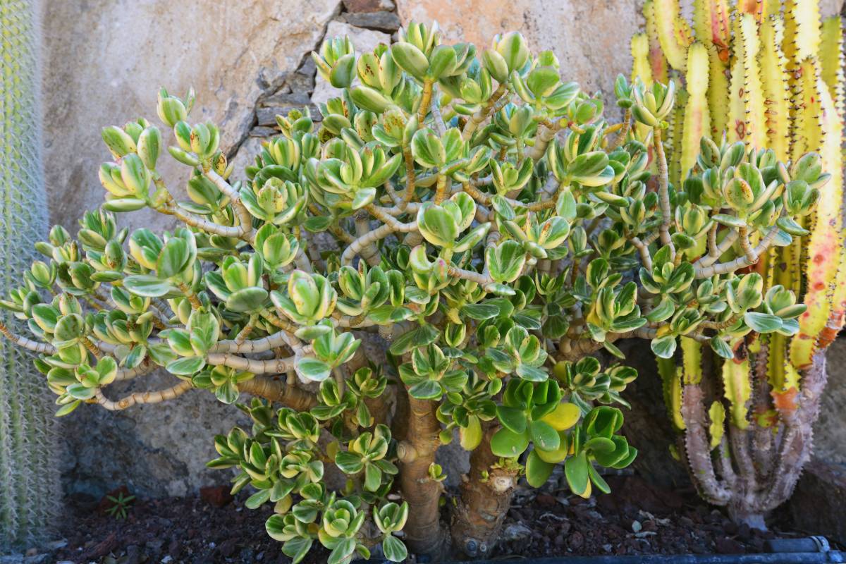 Guada tree in balcony