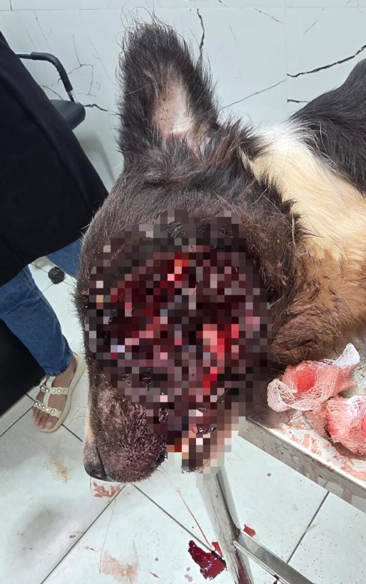 Department of Health opens inquiry after report of mistreatment in municipal kennel