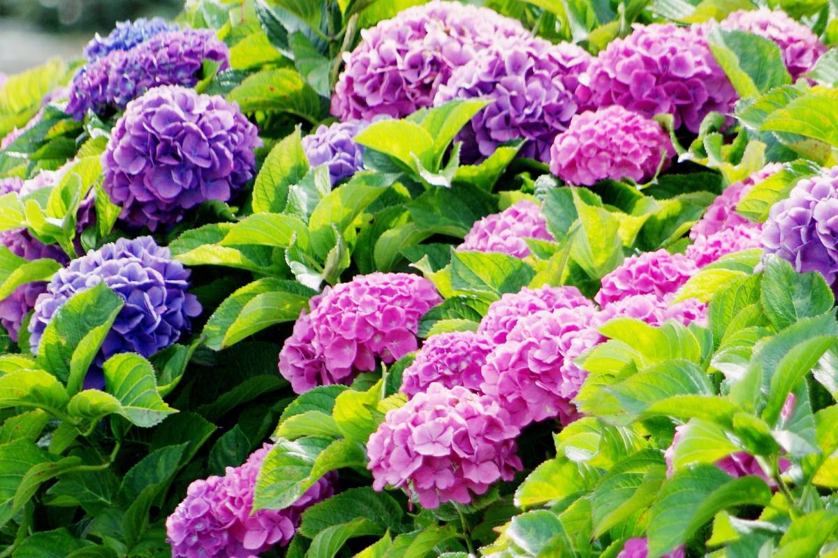 Pink and blue hydrangeas
