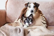 The adoption of mutts is important in combating animal abandonment