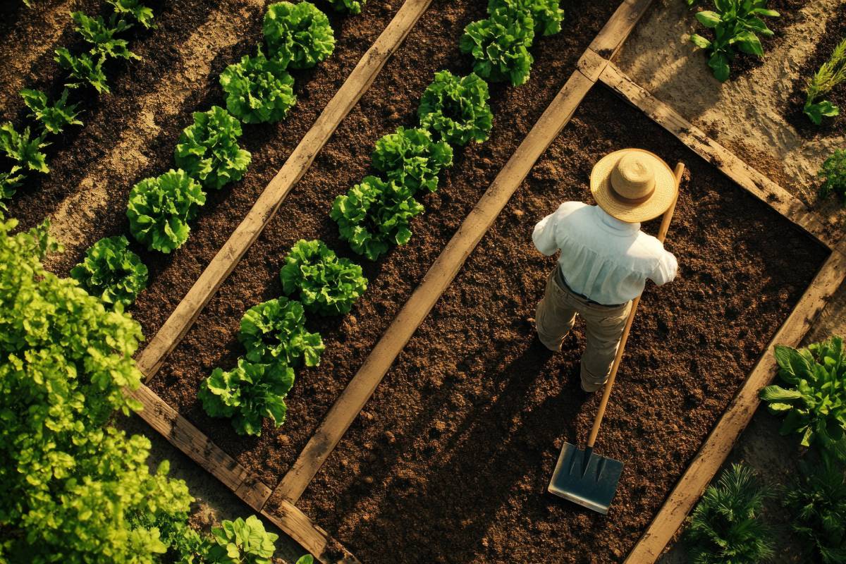 Man in the autumn vegetable garden: what to do before the cold