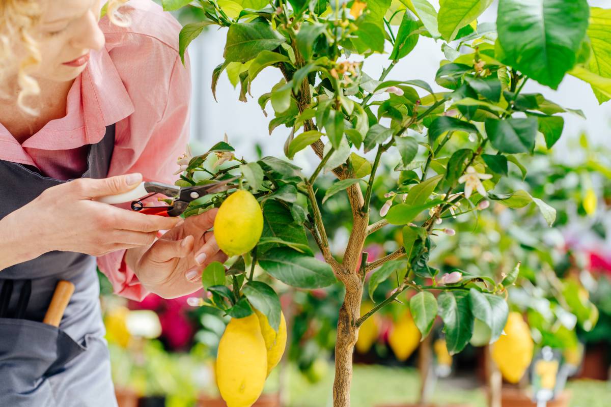 Woman pruning lemon