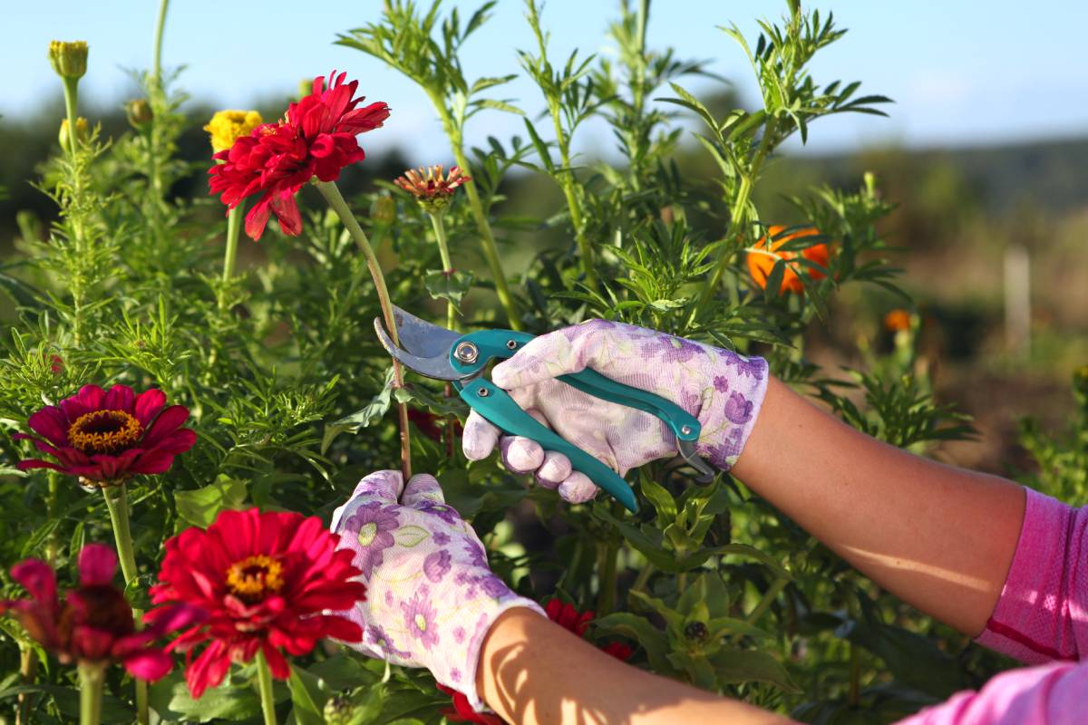 Pruning zinnias