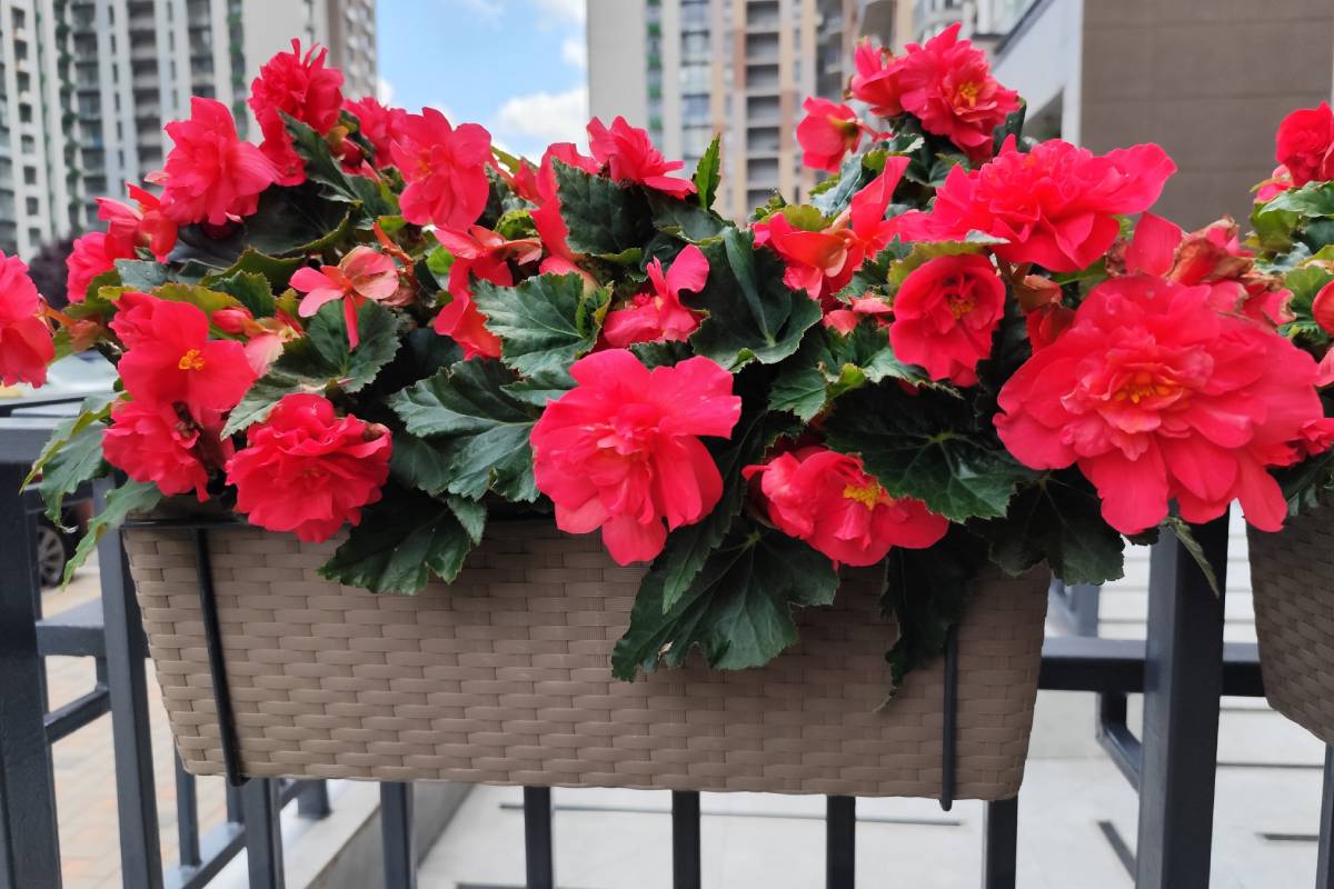 Red Begonie on the balcony