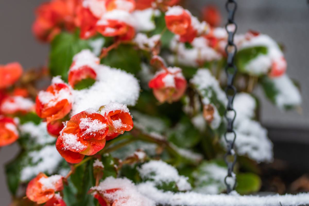 Begonie sprinkled with snow