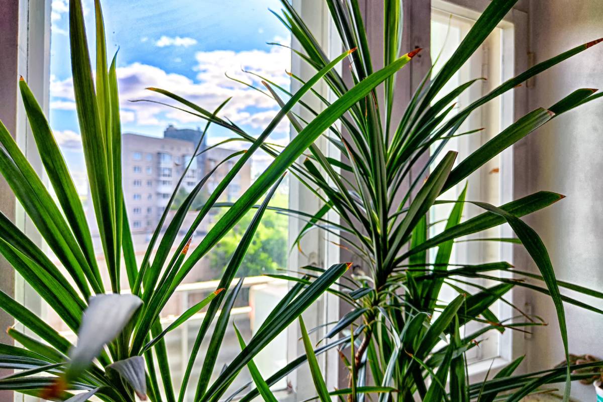 Dracaena in front of a window