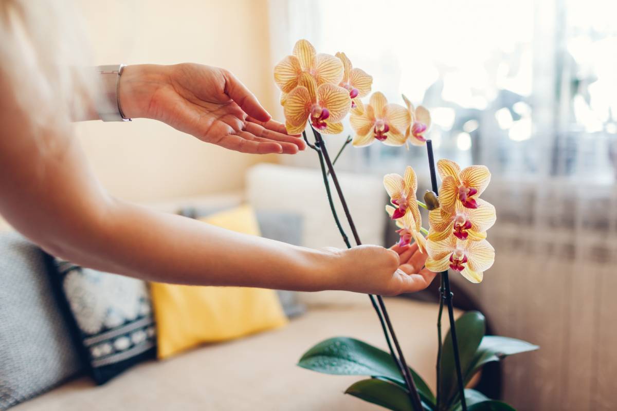 Woman checking orchids