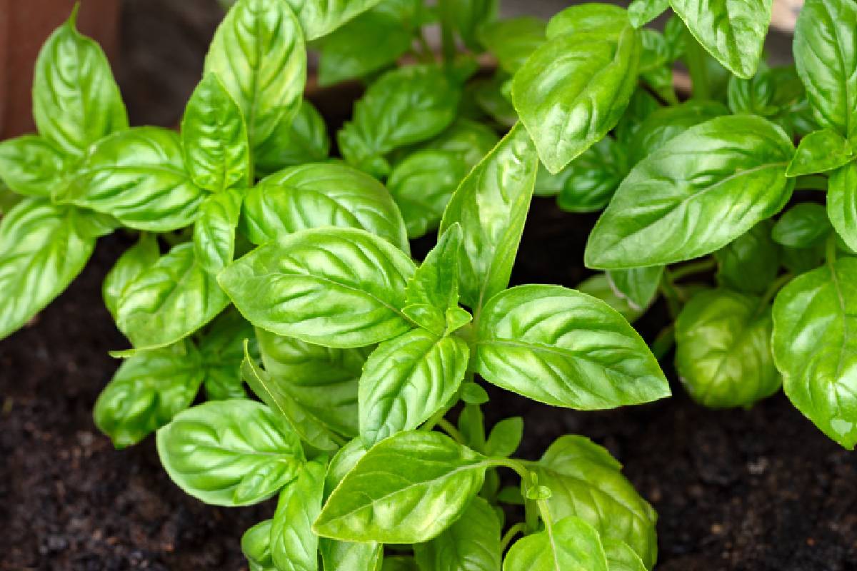 Basil plant