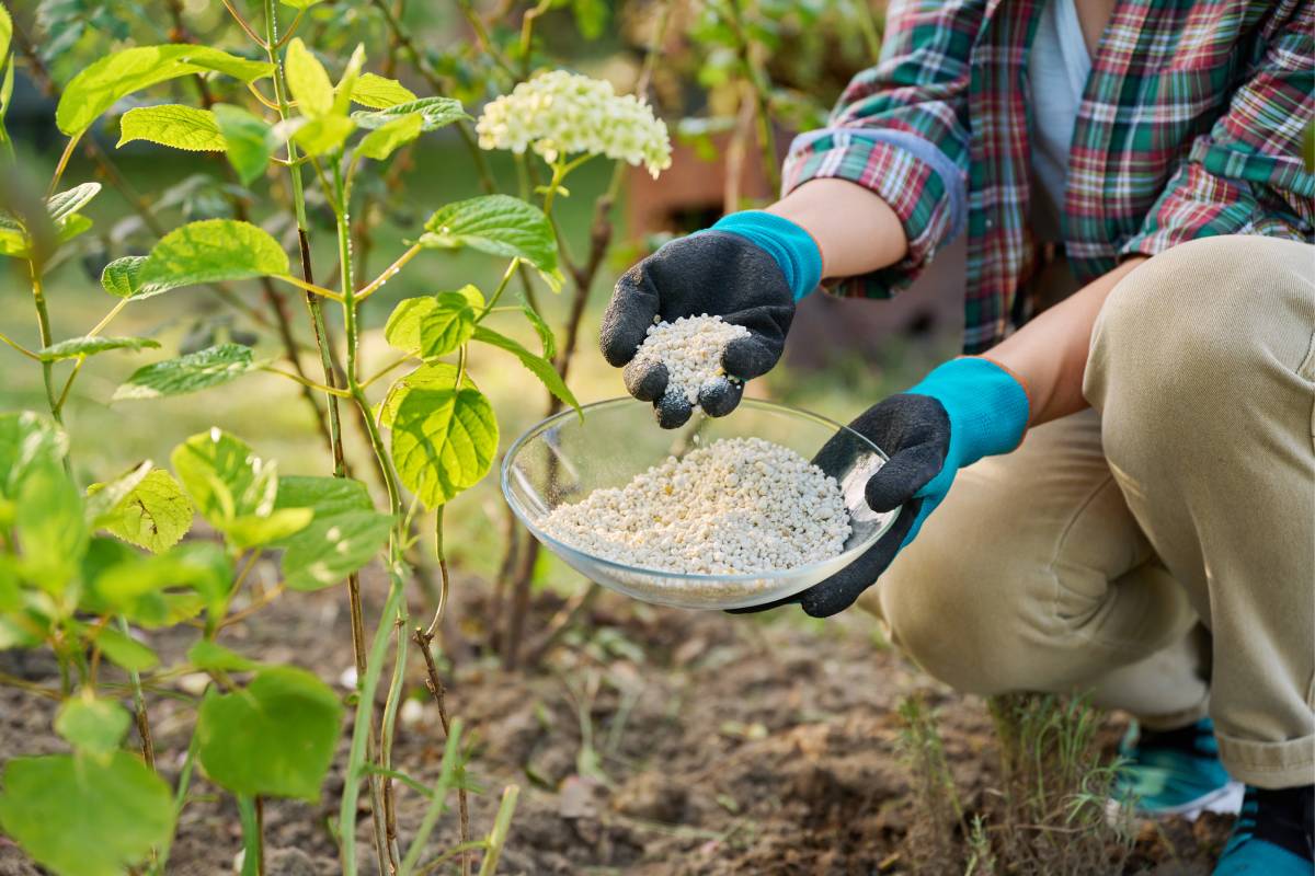 Fertilizing hydrangeas