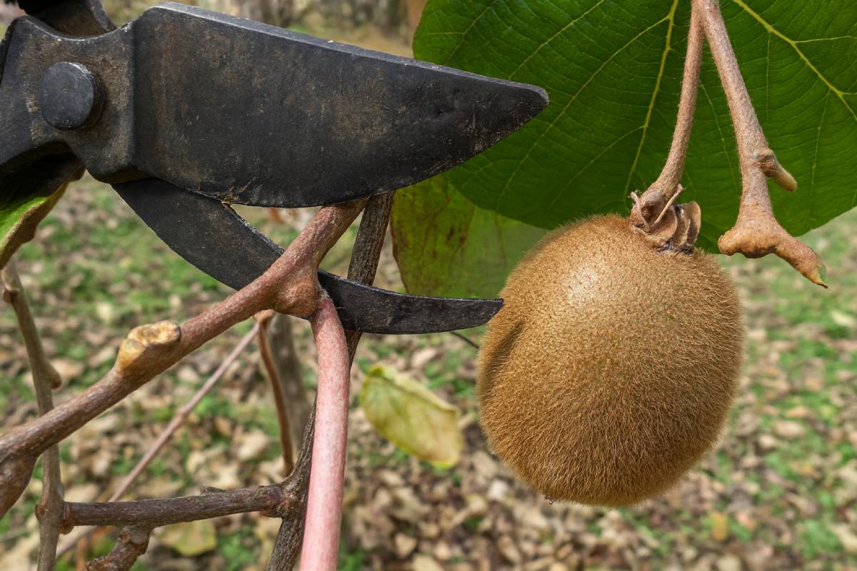Pruning the kiwi plant