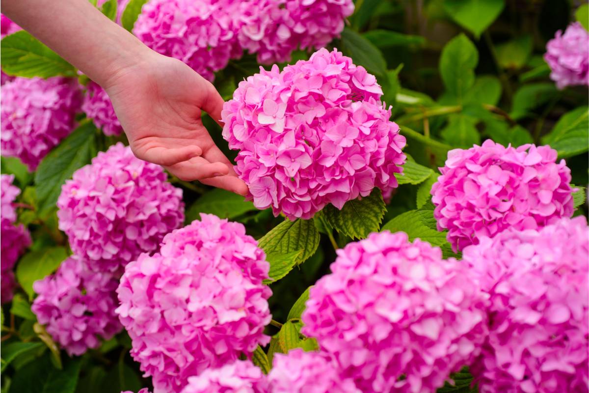 Pink hydrangeas