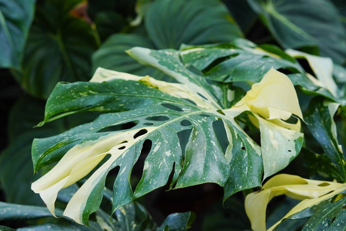 Yellow leaves of the Monstera Thai Constellation 