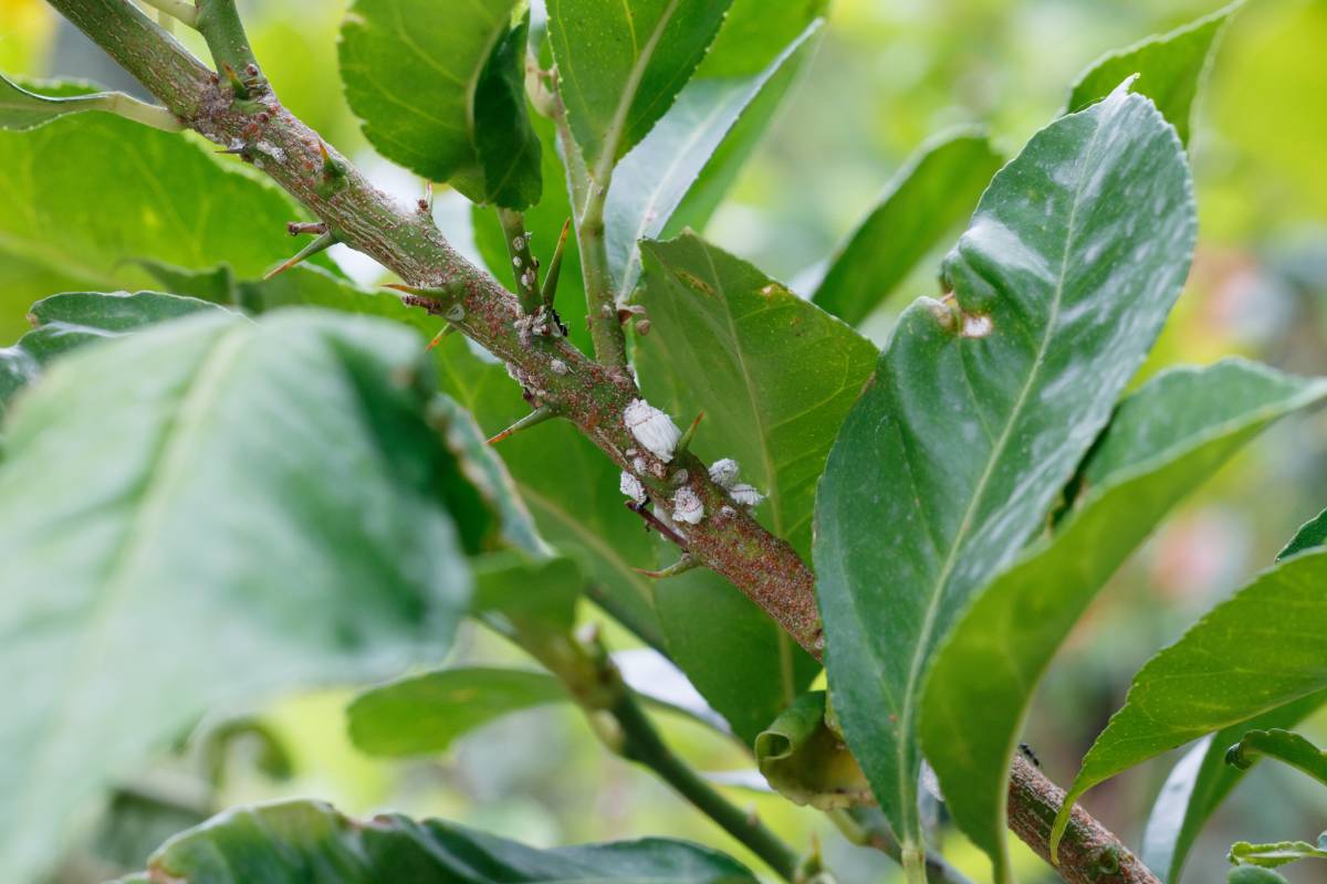 Cochineal on lemon leaves