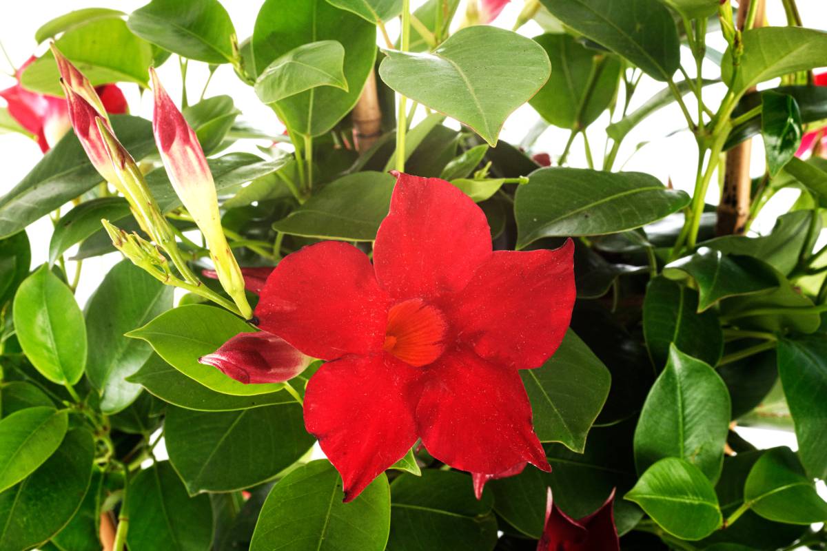 Red dipladenia