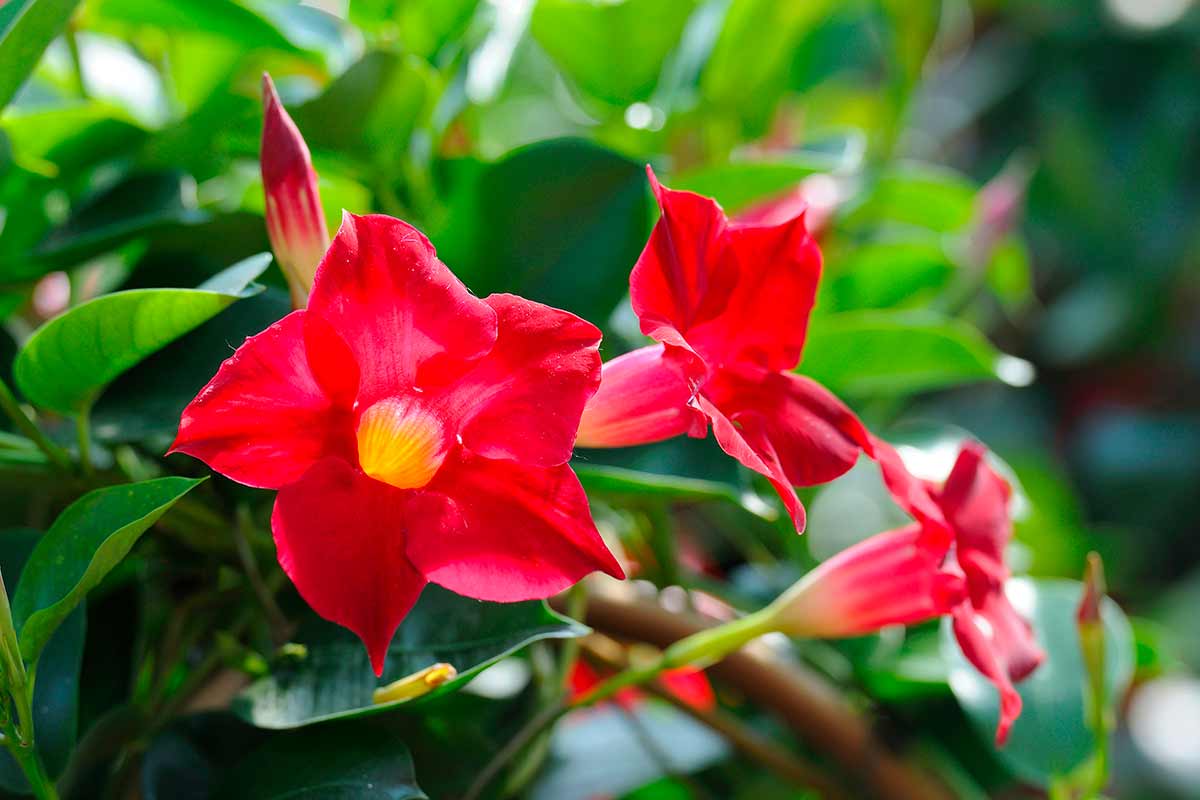 Dipladenia with red flowers