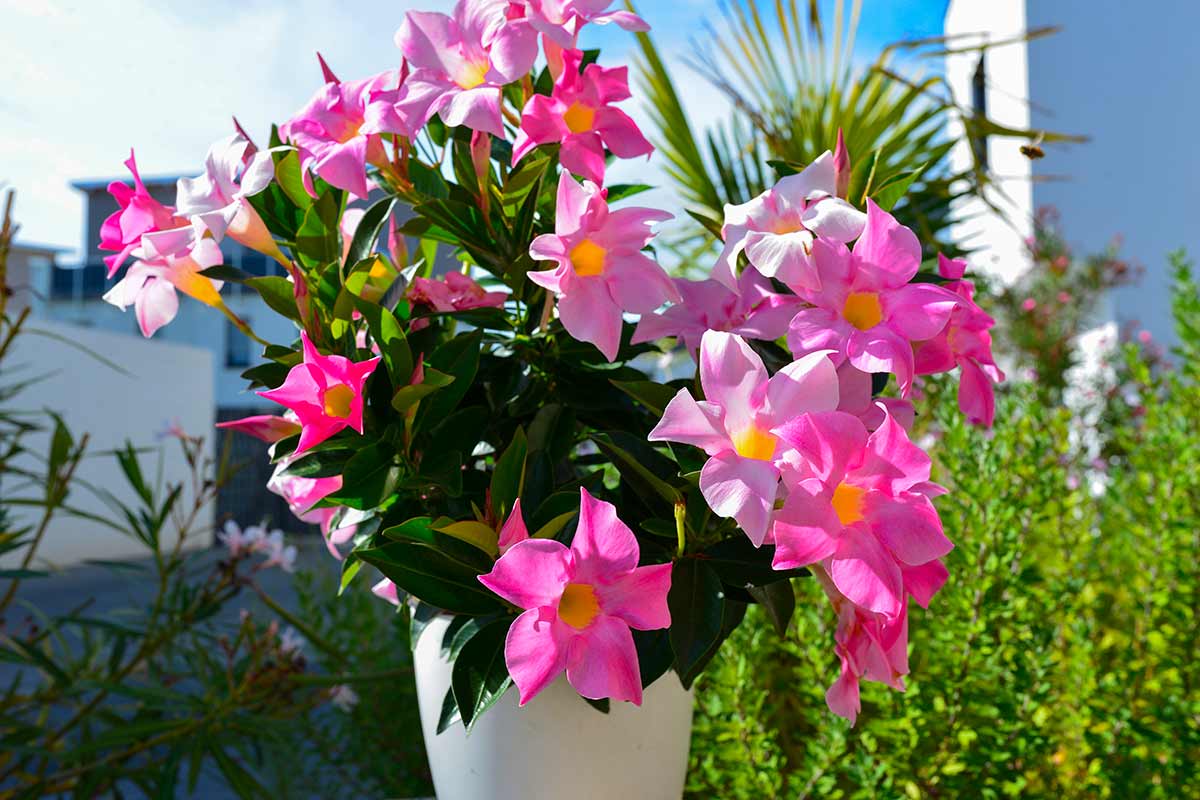 When to repotting the Dipladenia