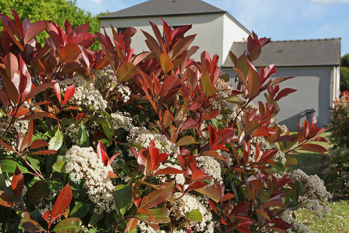 Photinia red robin