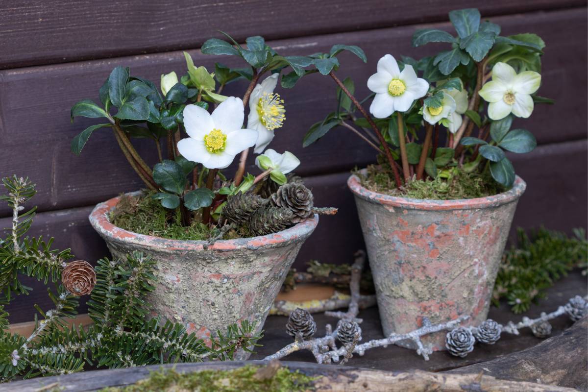 How to make the Christmas Rose bloom just when the cold weather arrives