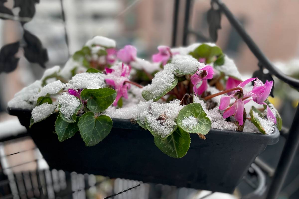 Frozen cyclamens in pots: here are the 3 mistakes that damage them outdoors in winter