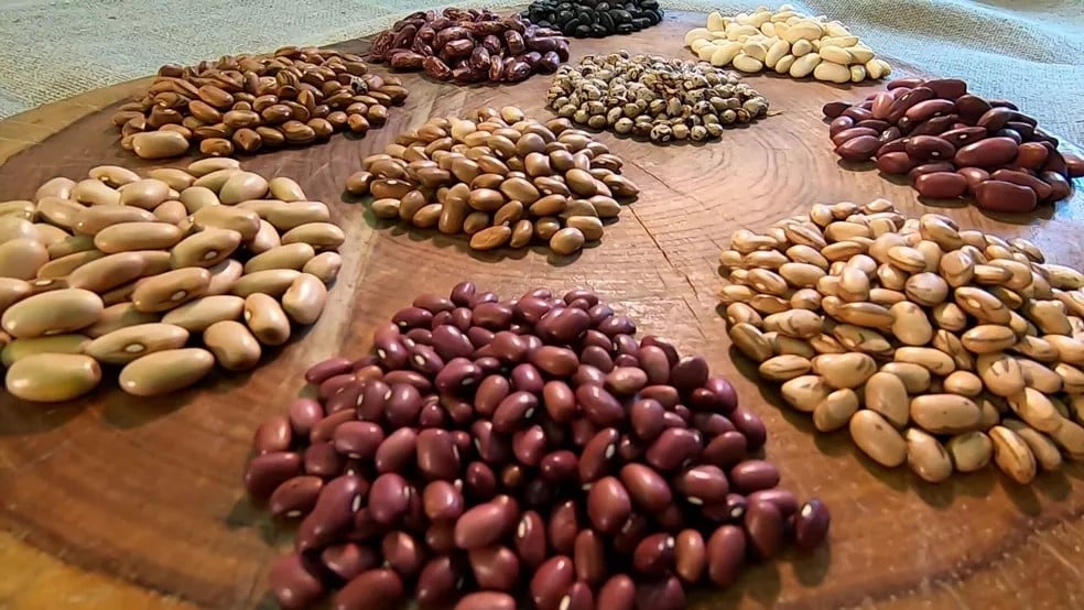 Study reveals that beans from the Juruá Valley have above average proteins and antioxidants