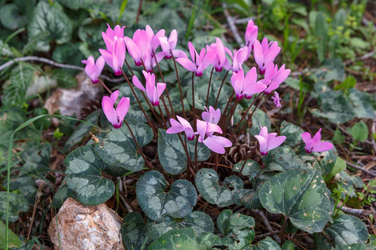 Cyclamen