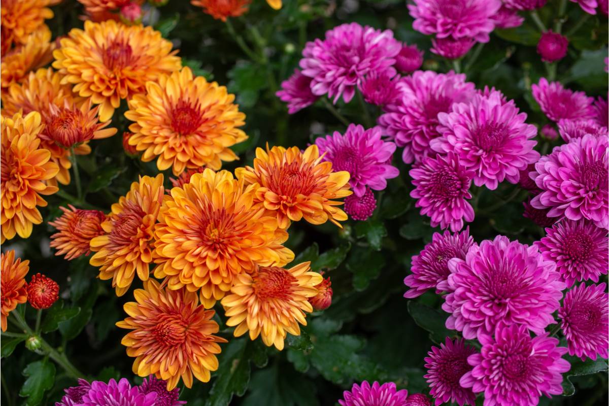 Chrysanthemum