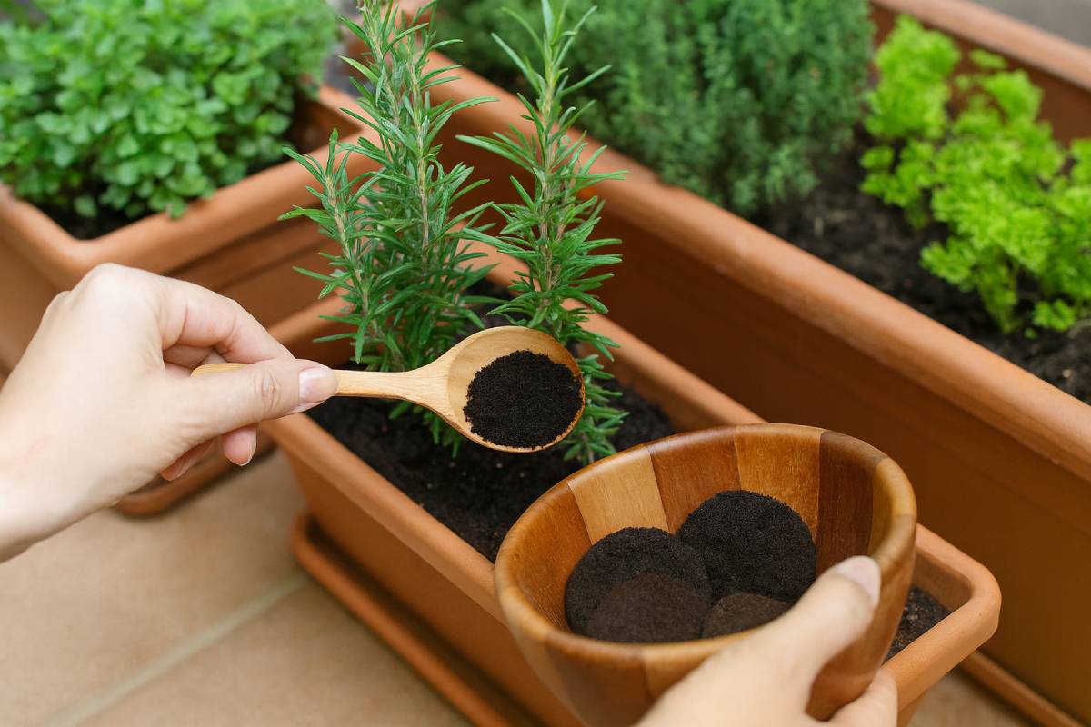 Fertilizing aromatic plants with coffee grounds