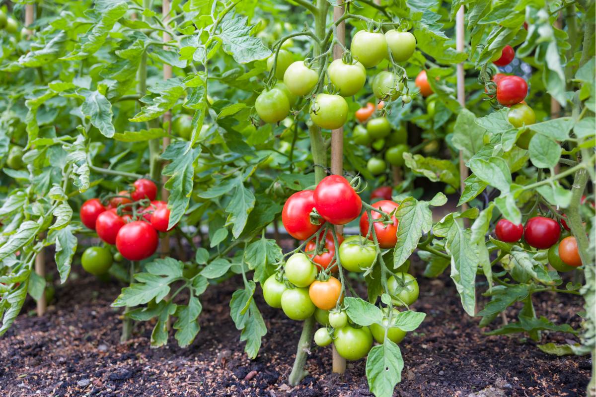 Tomatoes in the garden