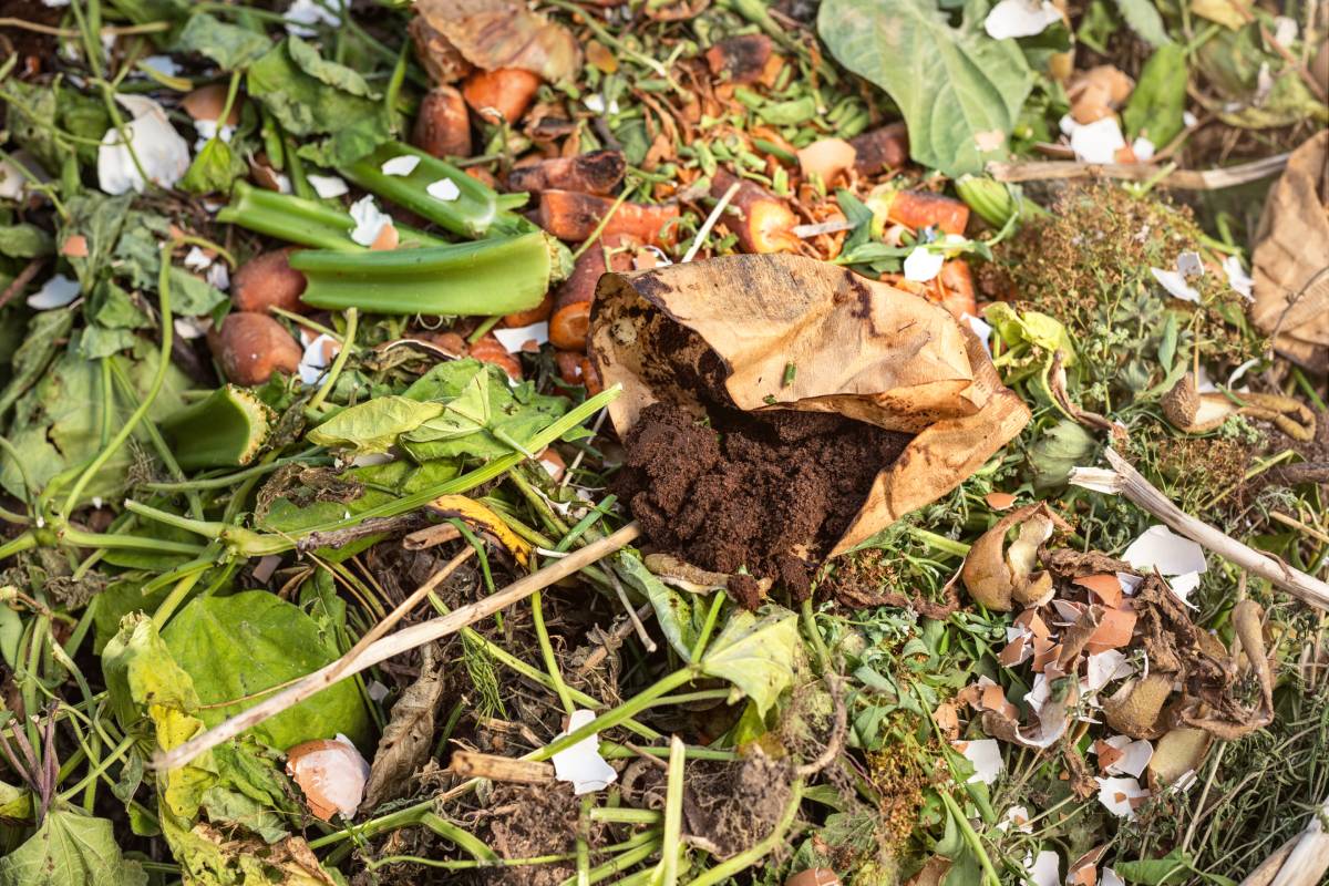 Coffee grounds and compost
