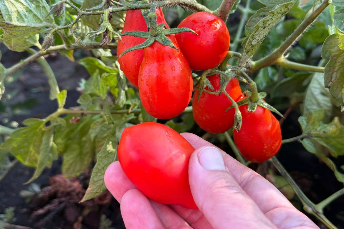 Man checking tomatoes